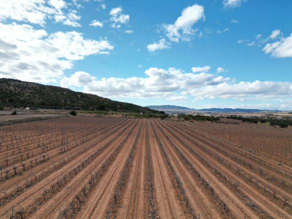 Land In Pinoso, Spain (11.200 M² Plot)