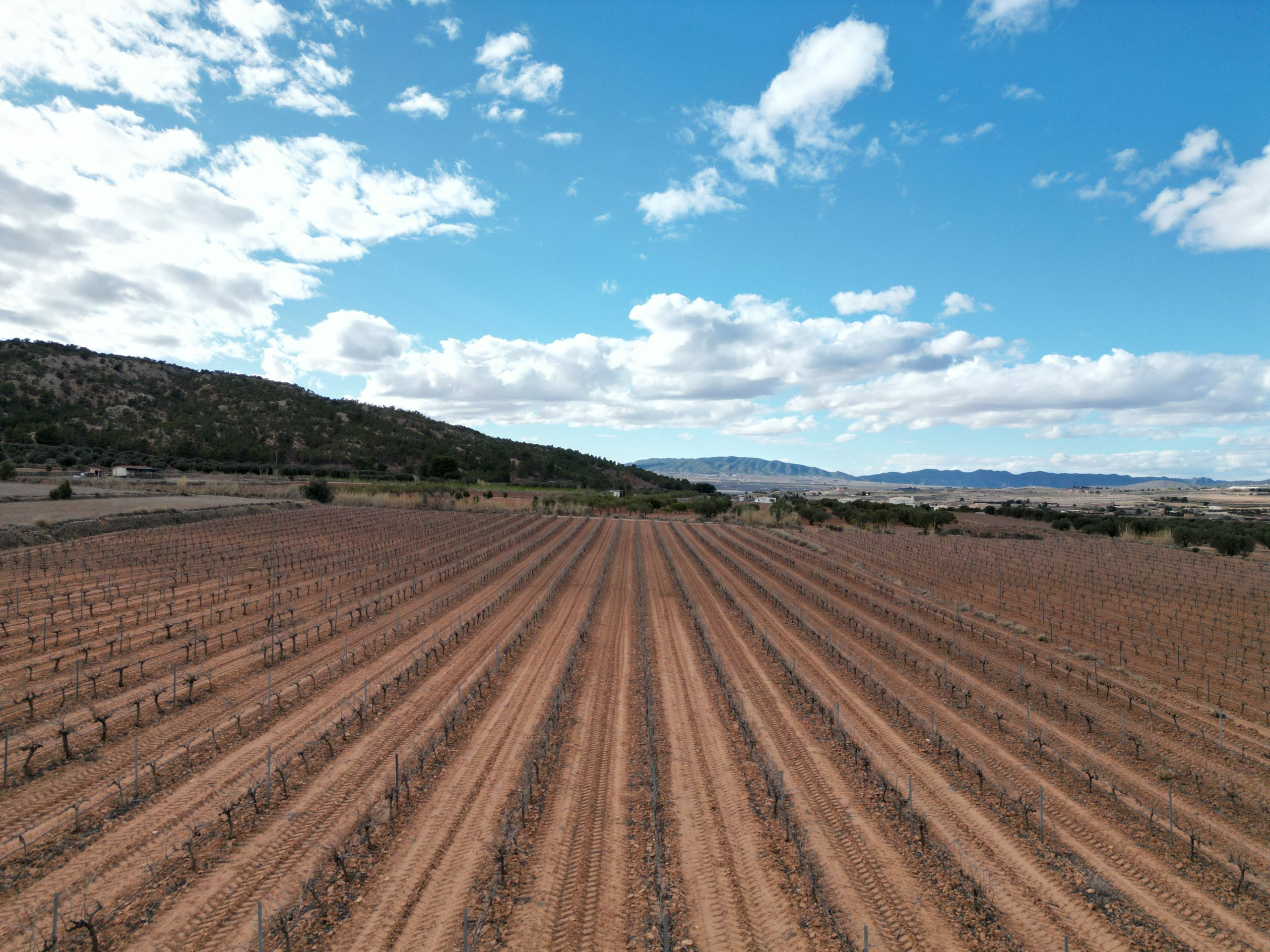 Land In Pinoso, Spain (11.200 M² Plot)