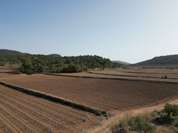 Land In Pinoso, Spain (11.200 M² Plot)