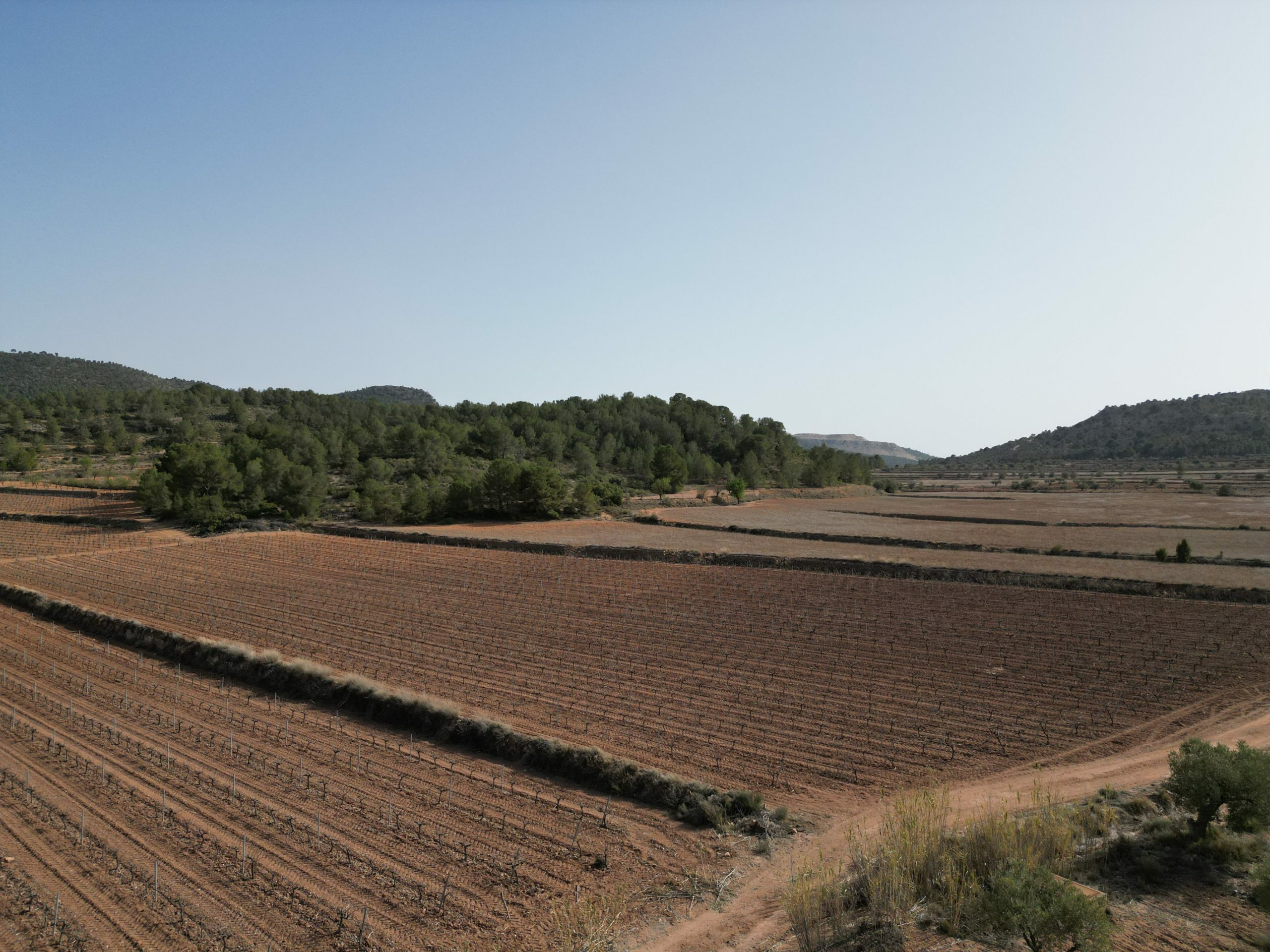 Land In Pinoso, Spain (11.200 M² Plot)
