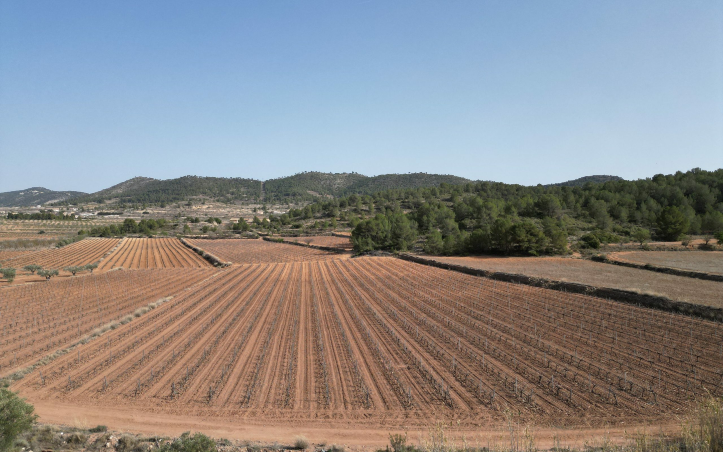 Land In Pinoso, Spain (11.200 M² Plot)