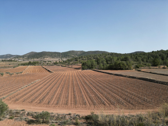 Land In Pinoso, Spain (11.200 M² Plot)