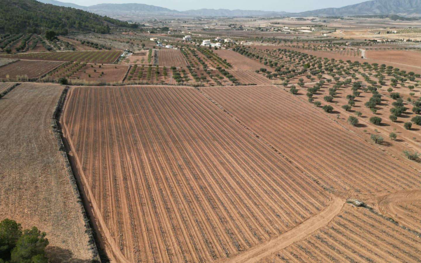 Land In Pinoso, Spain (11.200 M² Plot)