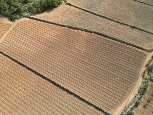 Land In Pinoso, Spain (11.200 M² Plot)