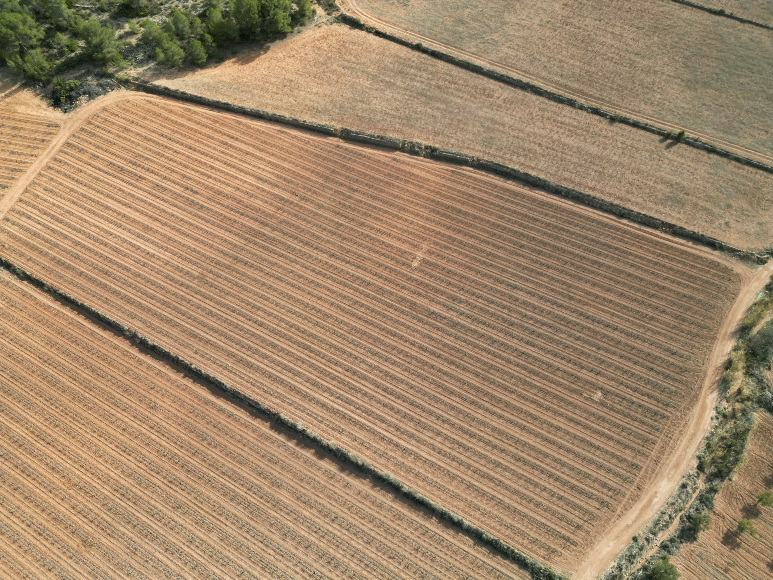 Land In Pinoso, Spain (11.200 M² Plot)