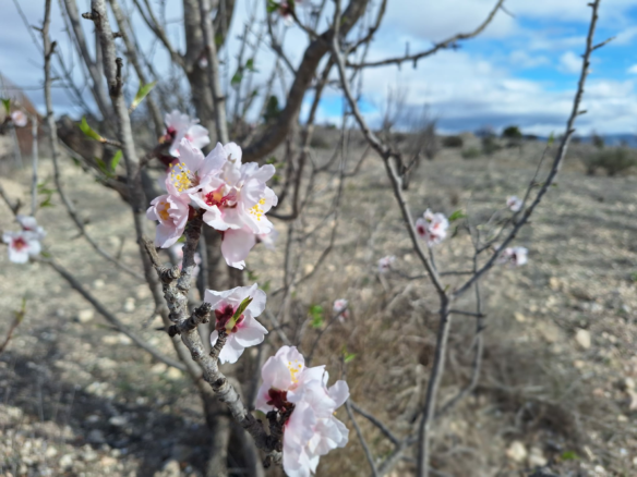 Land In Salinas, Spain (16.301 M² Plot)