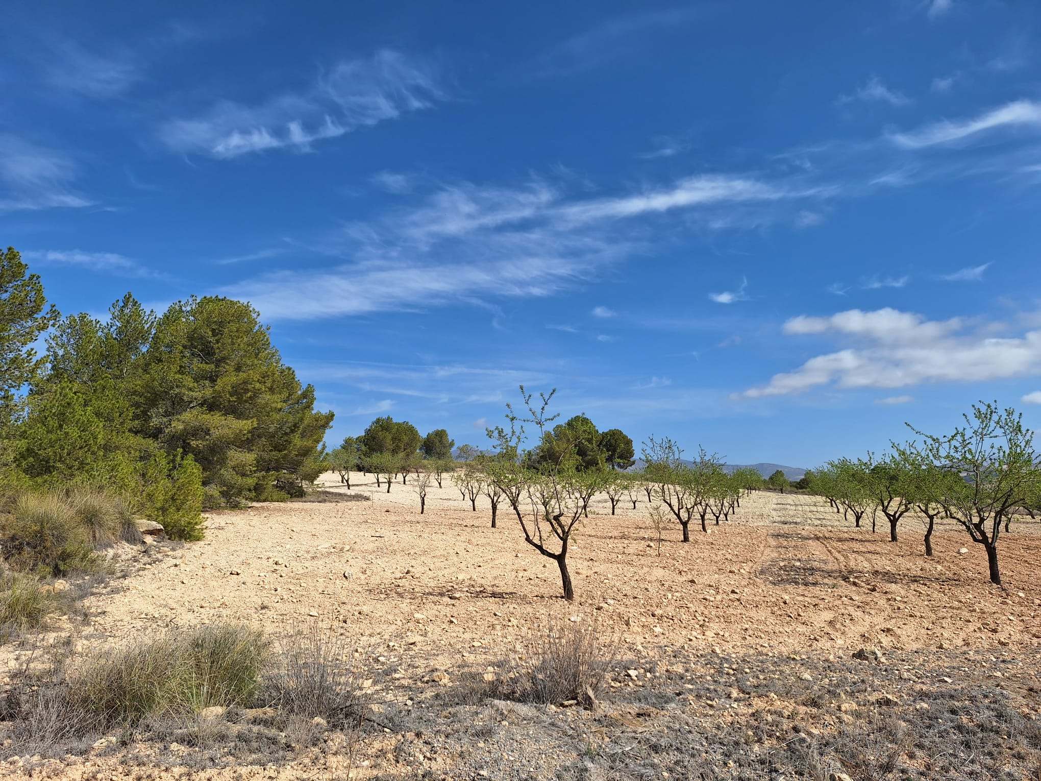 Land In La Zarza, Spain (28.238 M² Plot)