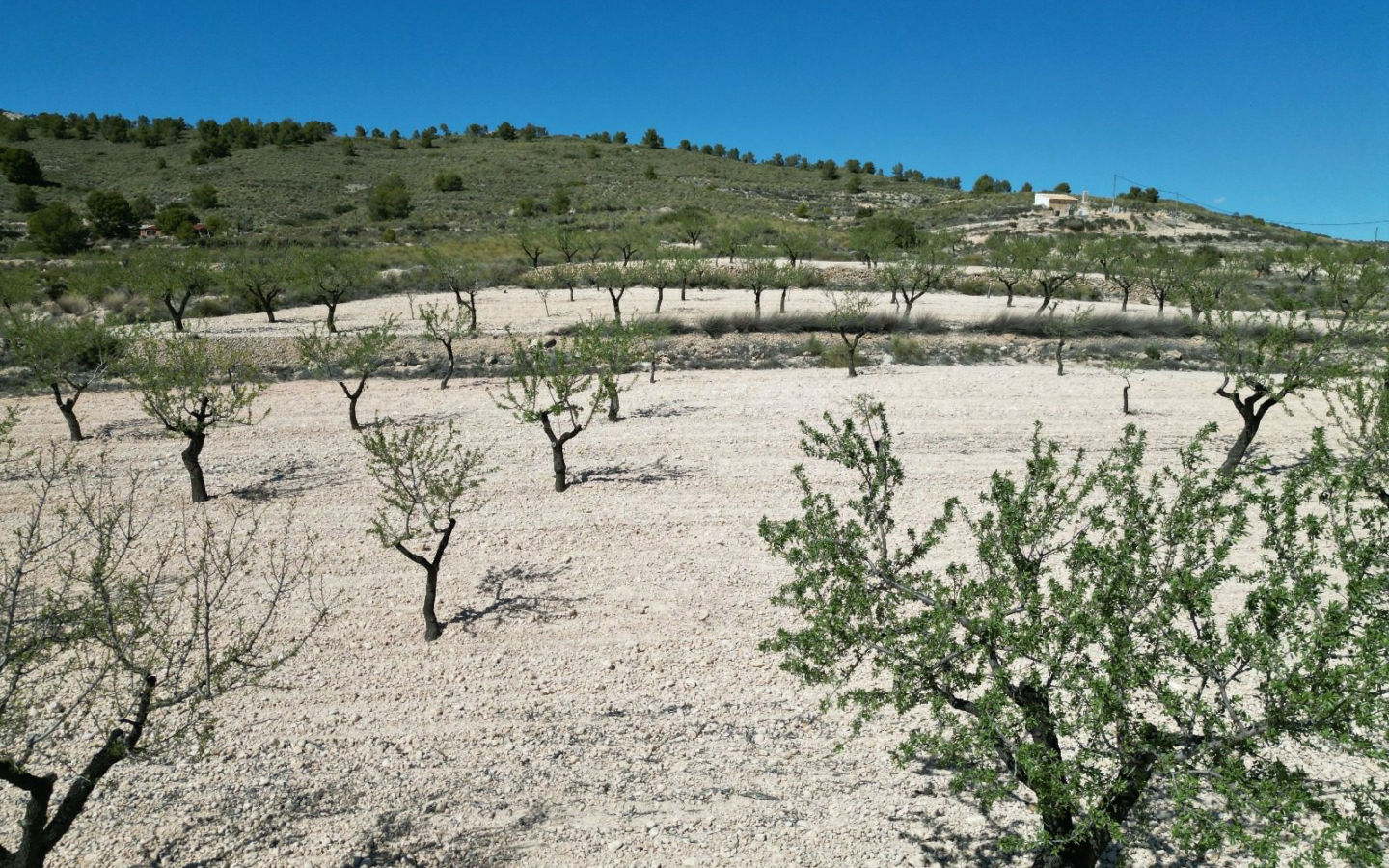 Land In Pinoso, Spain (7.332 M² Plot)