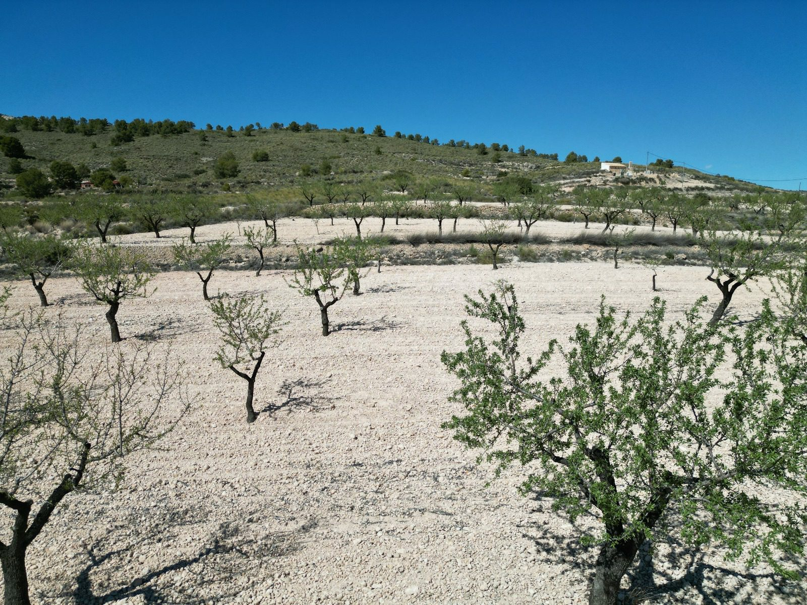 IMG-20240519-WA0003-eca53e Land In Pinoso, Spain (7.332 M² Plot)