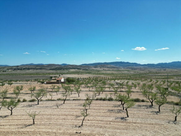 Land In Pinoso, Spain (7.332 M² Plot)