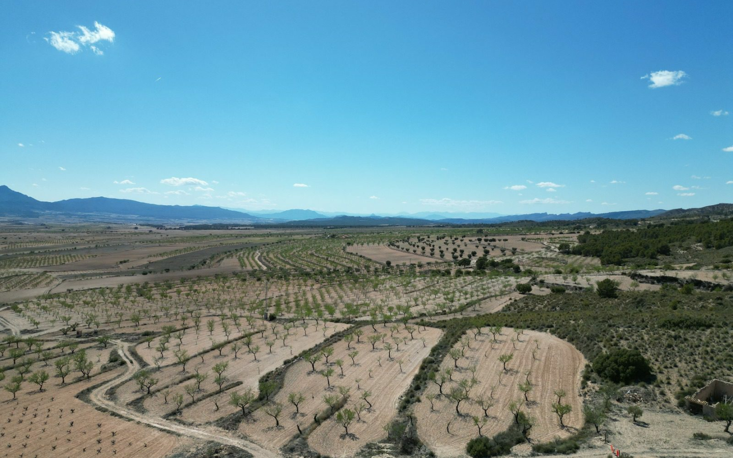 Land In Pinoso, Spain (7.332 M² Plot)