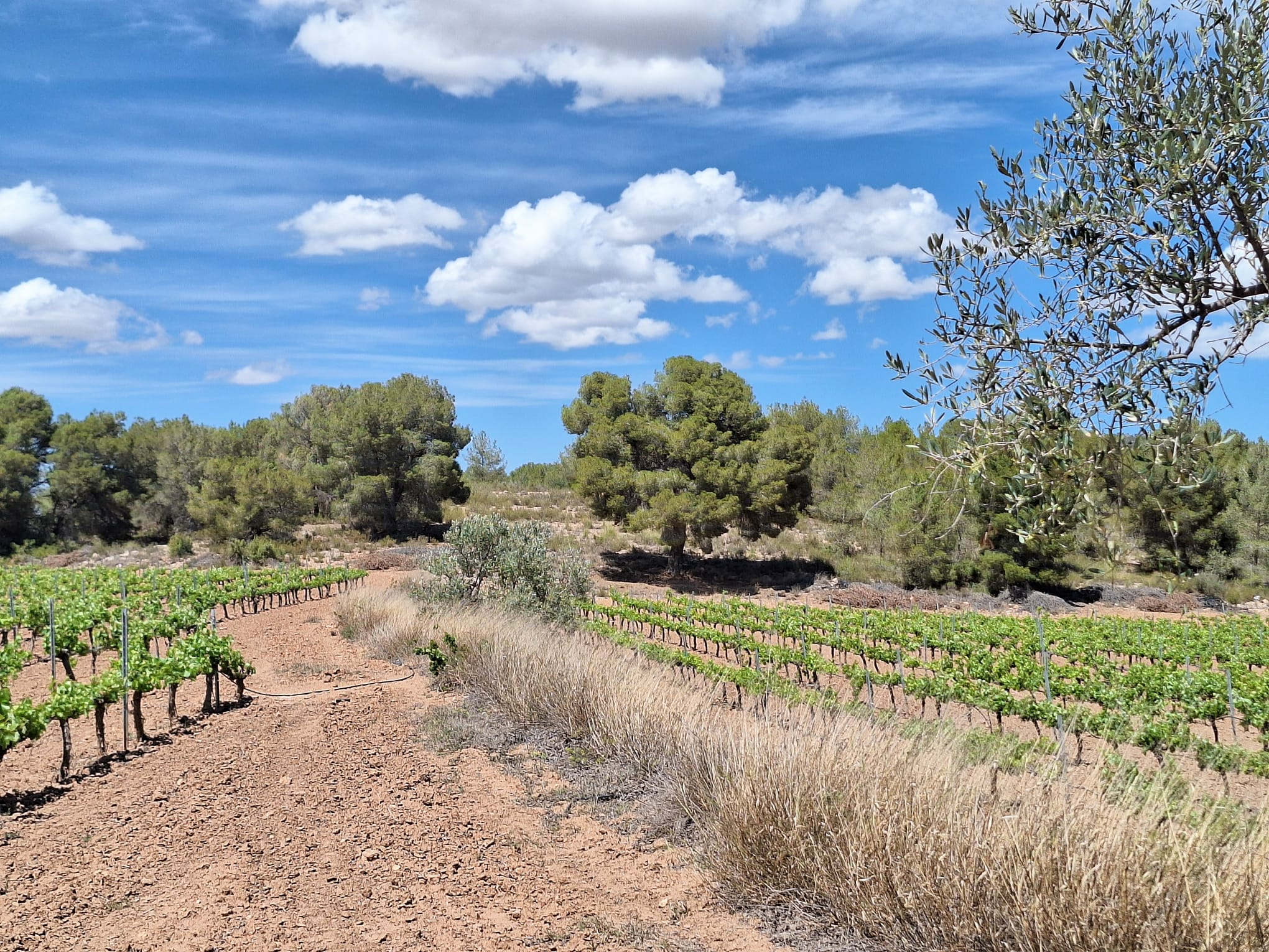 Land In Pinoso, Spain (17.785 M² Plot)