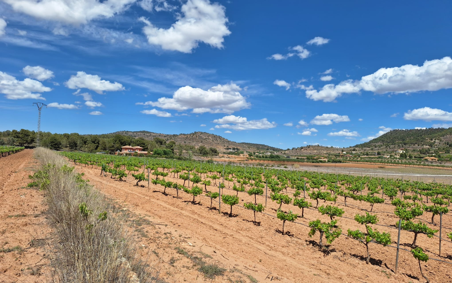 Land In Pinoso, Spain (17.785 M² Plot)