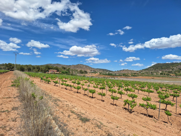 Land In Pinoso, Spain (17.785 M² Plot)
