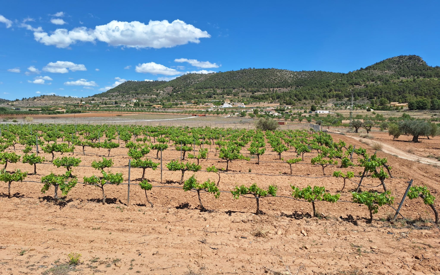 Land In Pinoso, Spain (17.785 M² Plot)