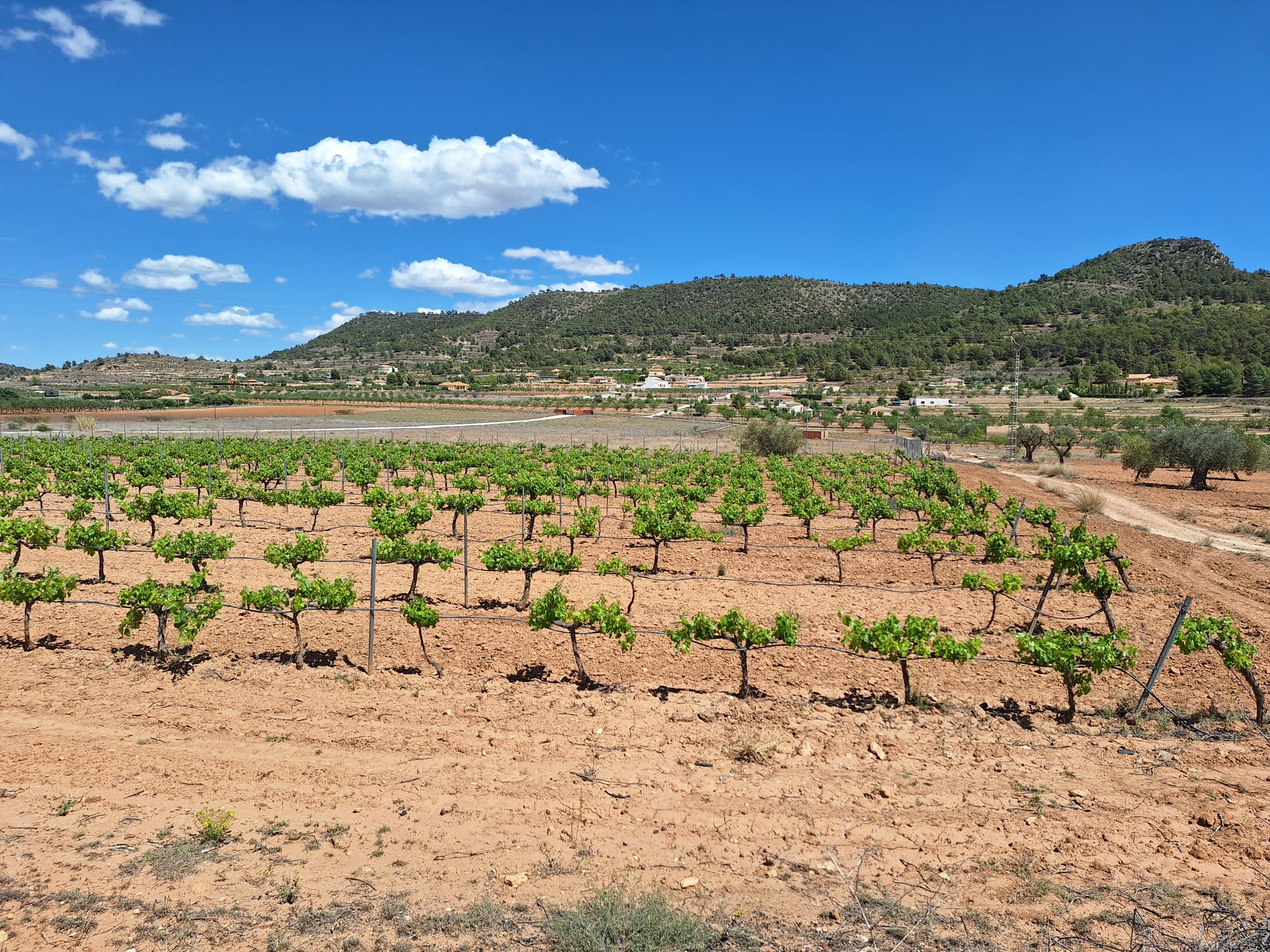 Land In Pinoso, Spain (17.785 M² Plot)