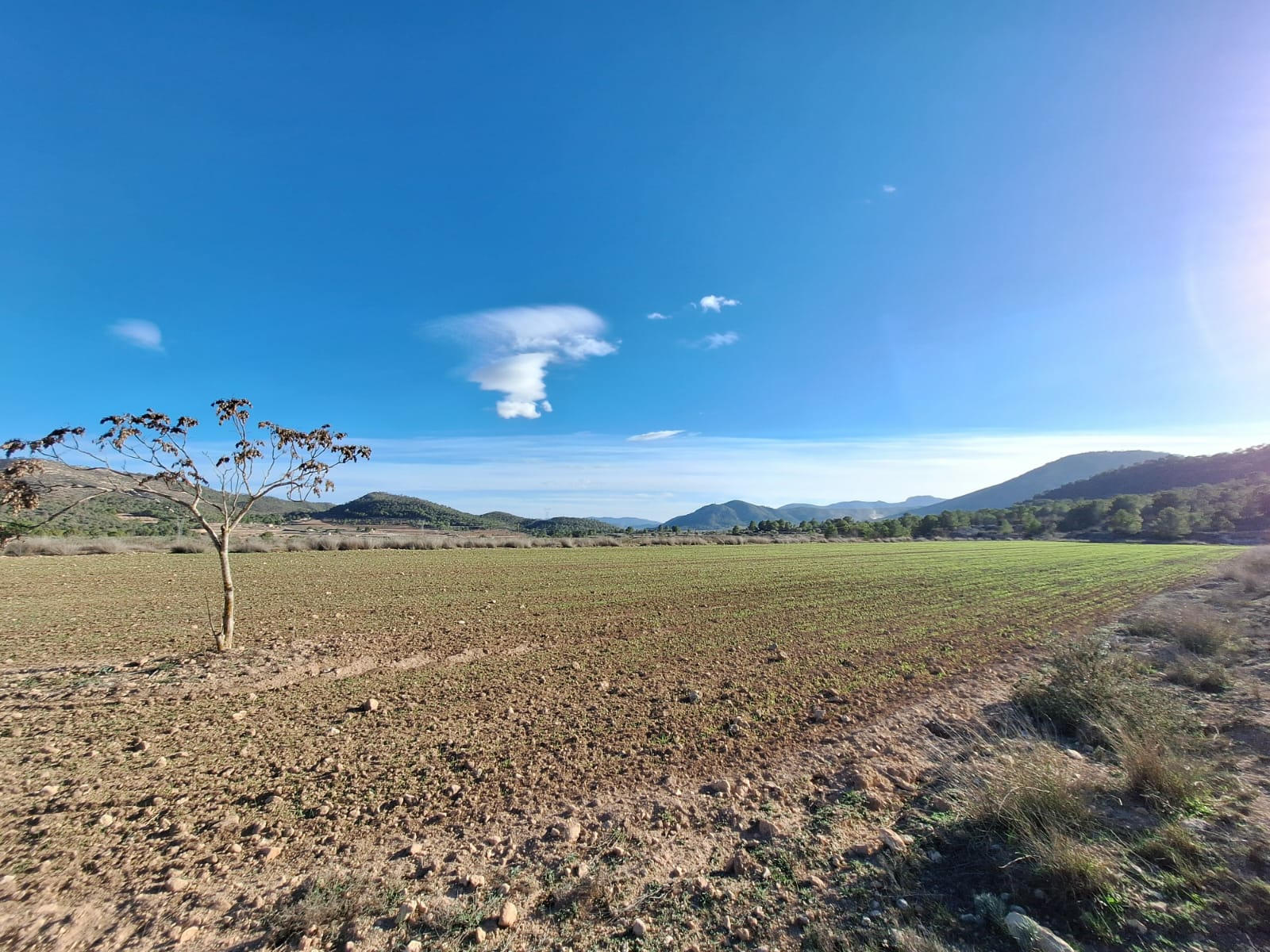 Land In Monovar, Spain (23.792 M² Plot)