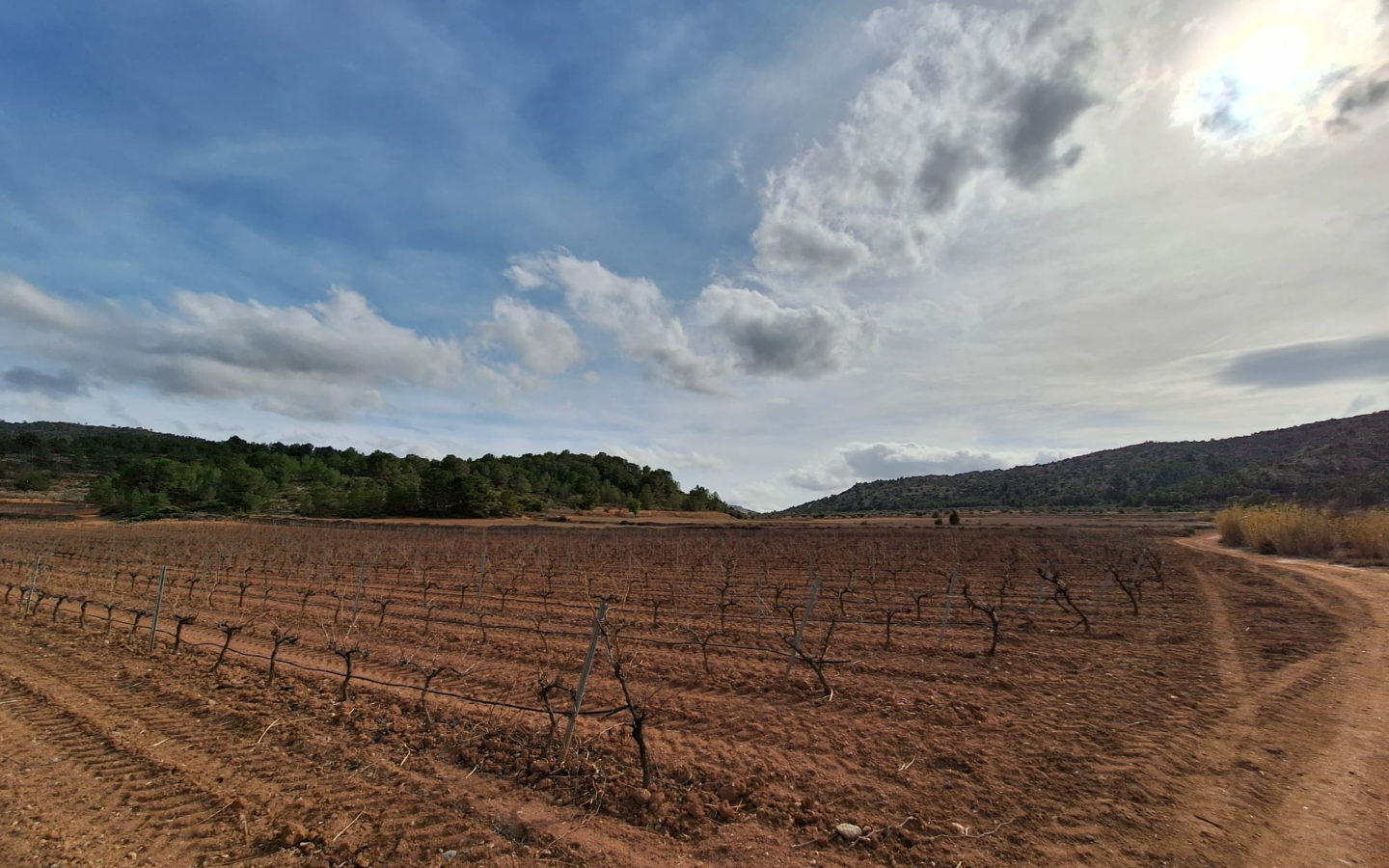 Land In Pinoso, Spain (11.200 M² Plot)