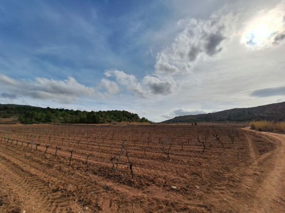 Land In Pinoso, Spain (11.200 M² Plot)