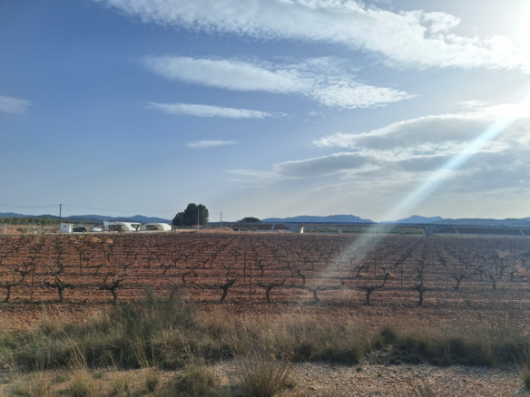 Land In Pinoso, Spain (18.928 M² Plot)