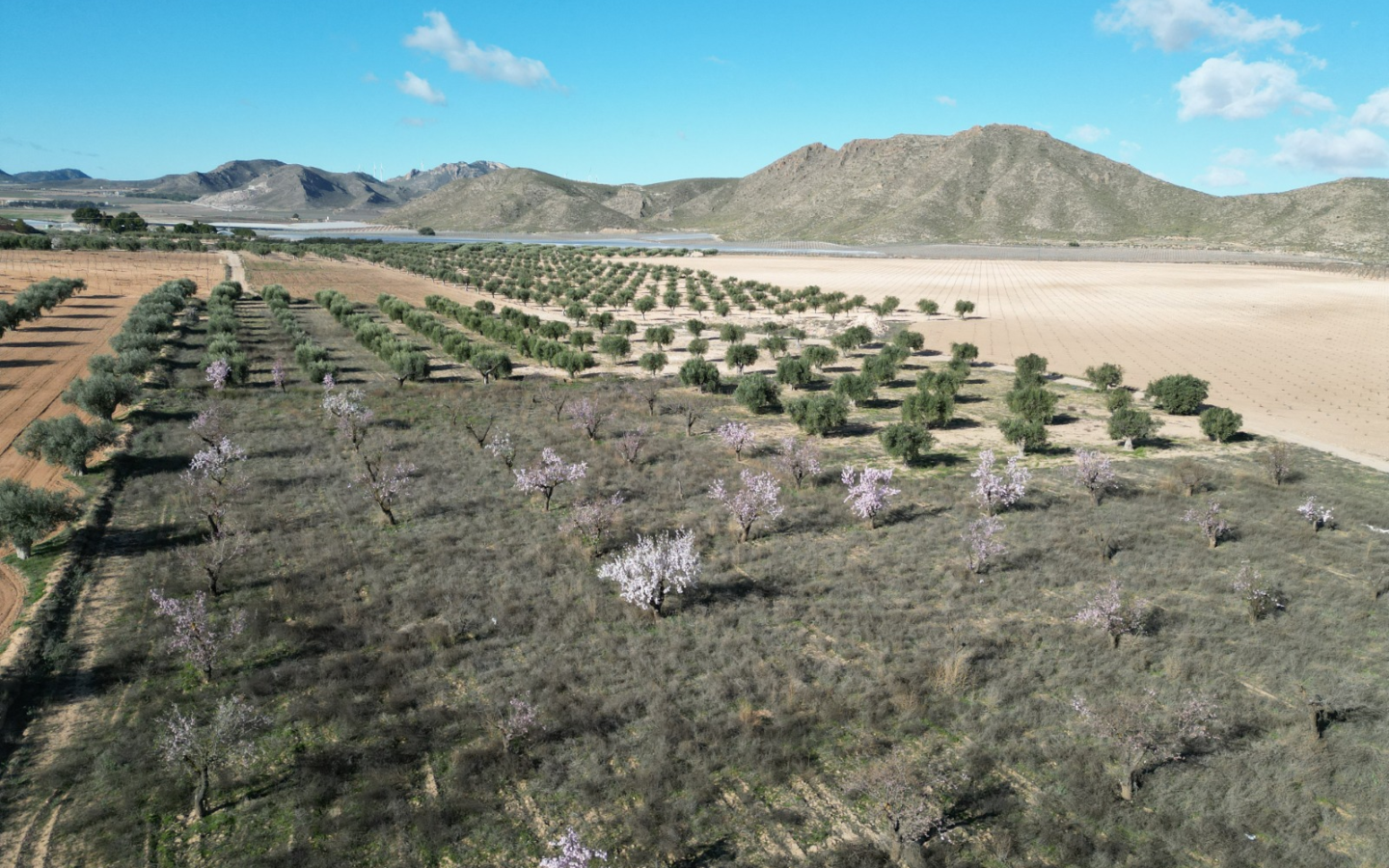 Land In La Alqueria, Spain (46.272 M² Plot)