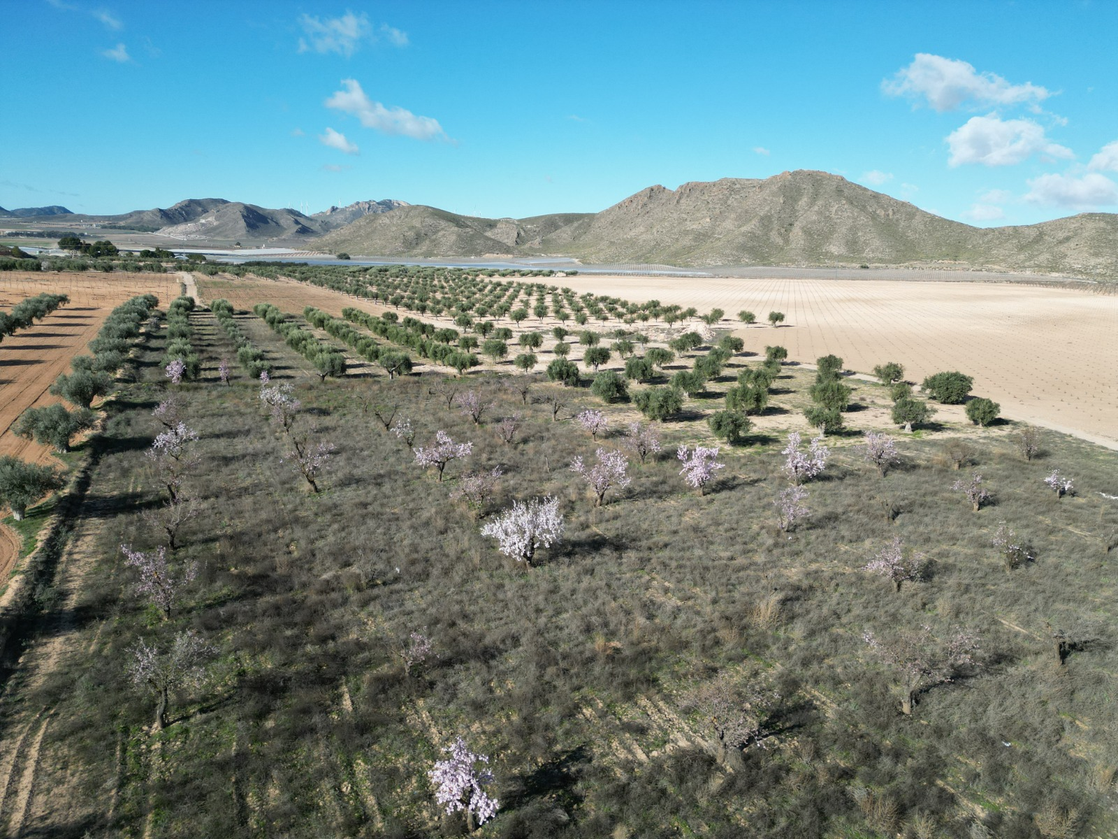 Land In La Alqueria, Spain (46.272 M² Plot)