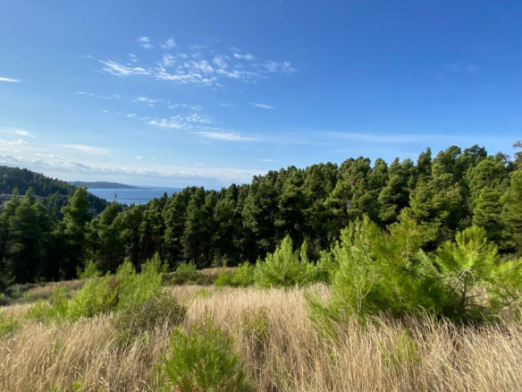 Land In Kassandra, Greece