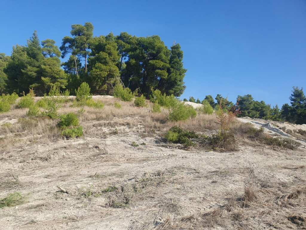 Land In Kassandra, Greece