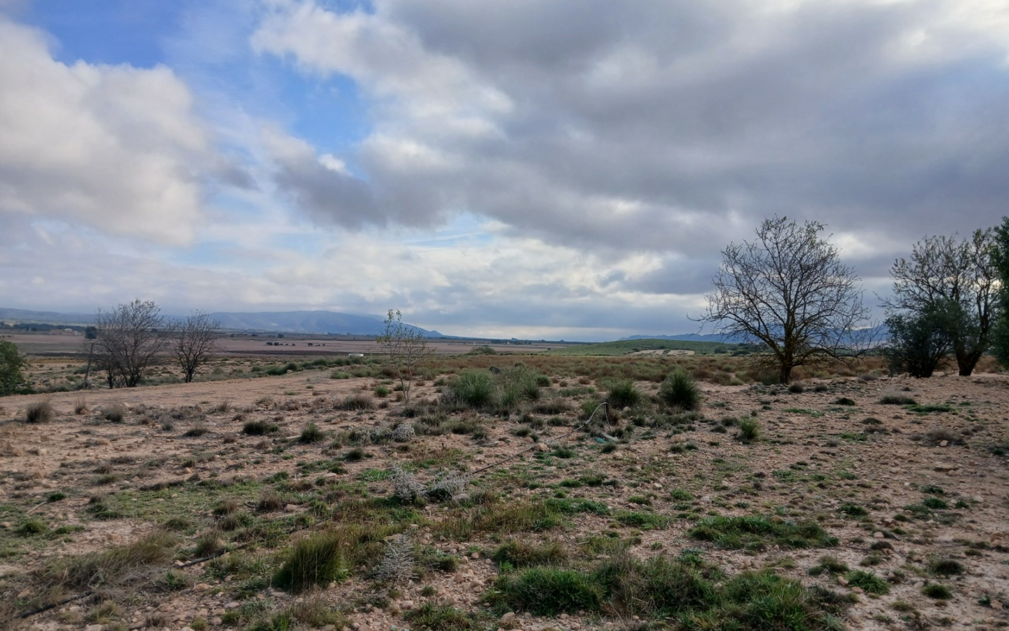Land In Yecla, Spain (9.808 M² Plot)