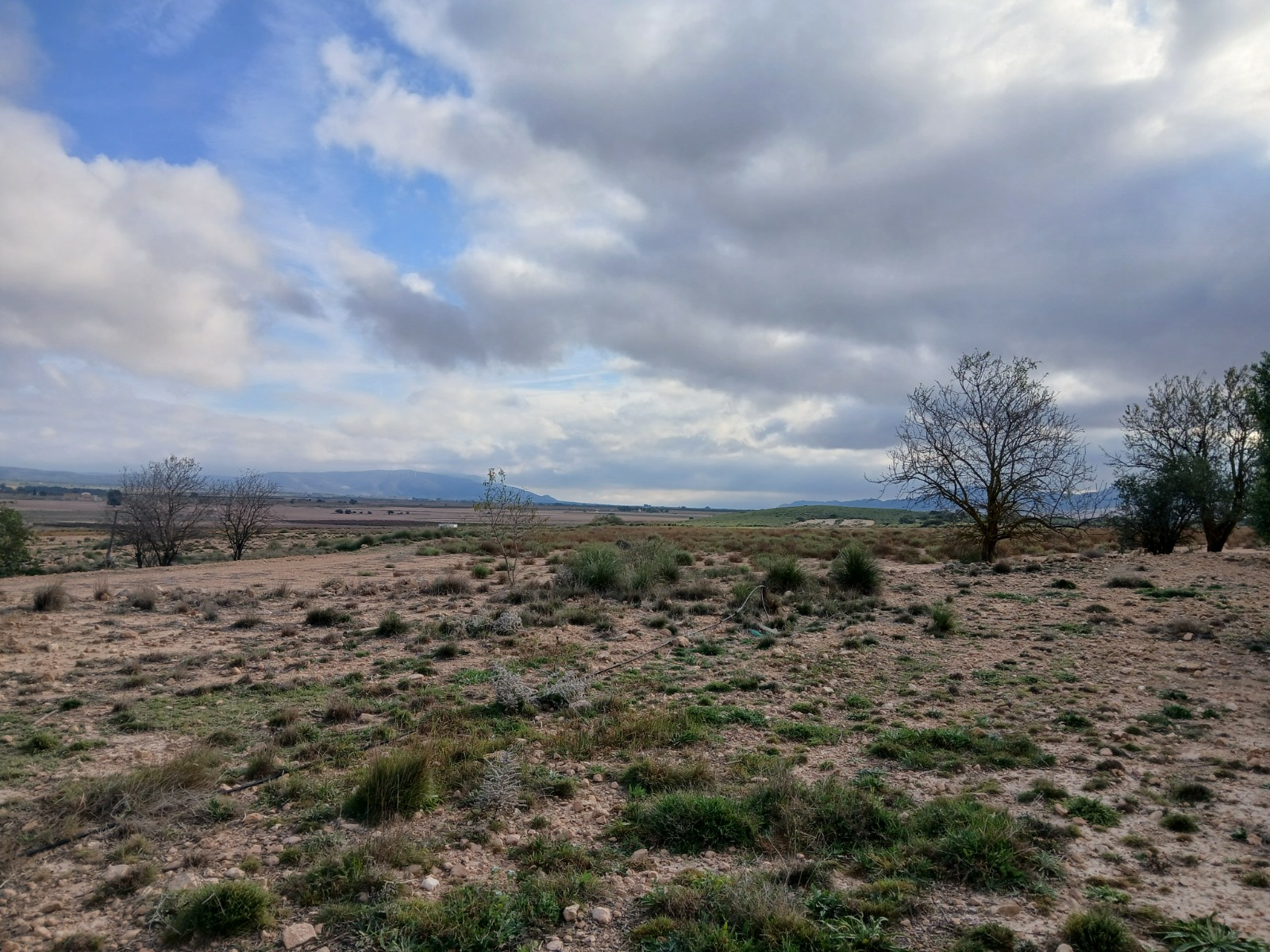 Land In Yecla, Spain (9.808 M² Plot)