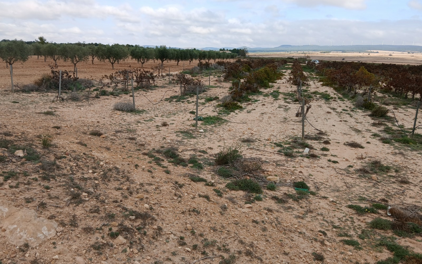 Land In Yecla, Spain (9.808 M² Plot)
