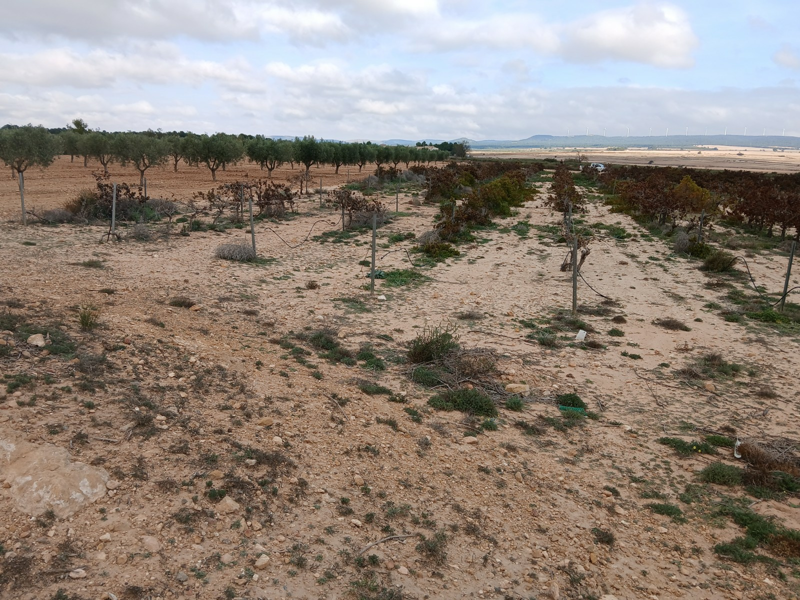 Land In Yecla, Spain (9.808 M² Plot)