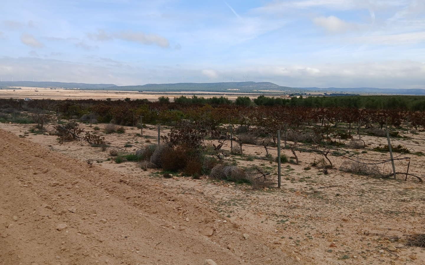 Land In Yecla, Spain (9.808 M² Plot)