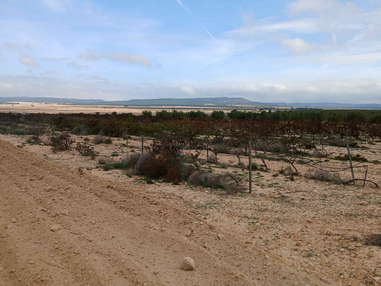 Land In Yecla, Spain (9.808 M² Plot)