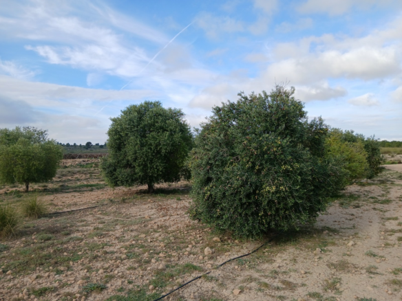 Land In Yecla, Spain (9.808 M² Plot)