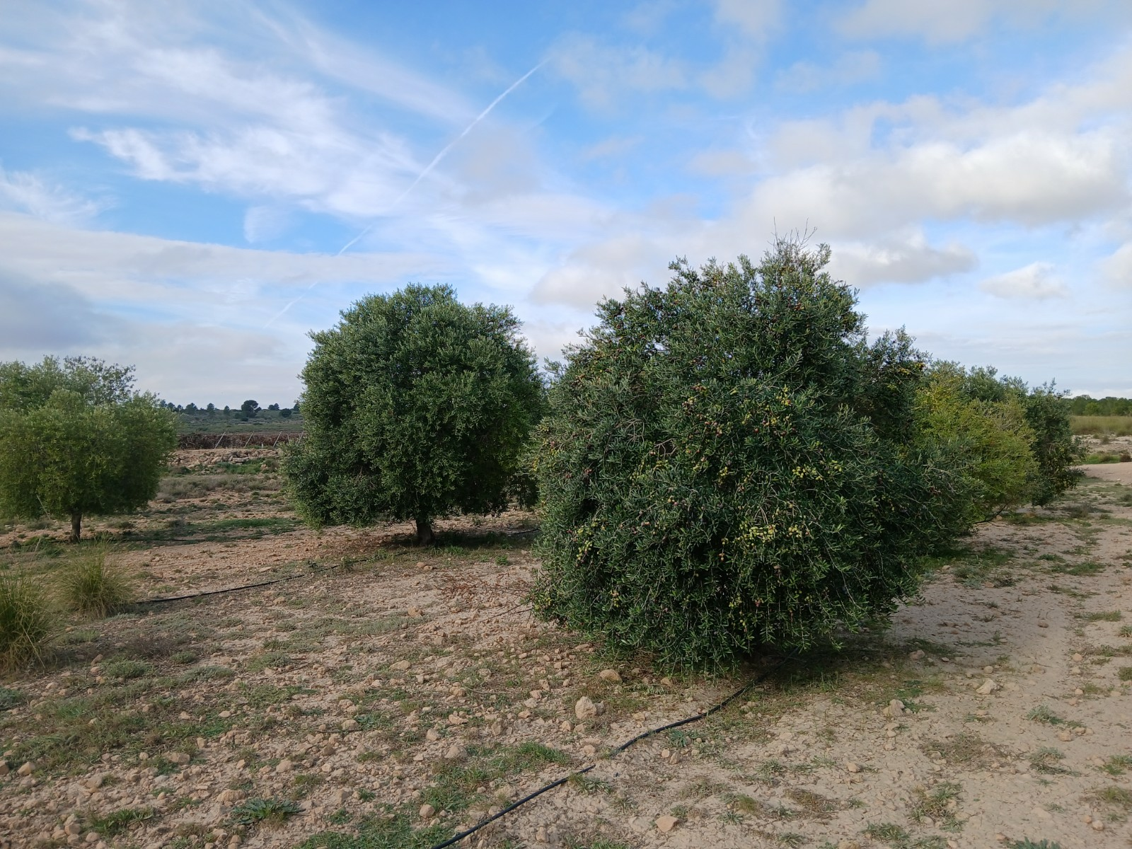 Land In Yecla, Spain (9.808 M² Plot)
