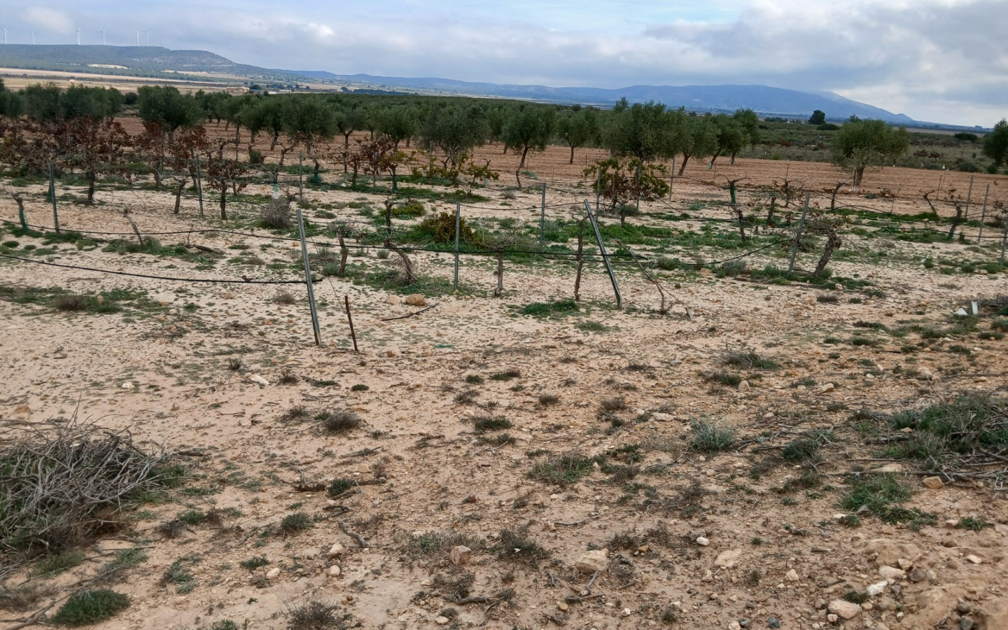 Land In Yecla, Spain (9.808 M² Plot)