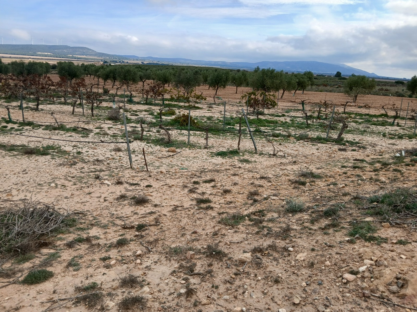 Land In Yecla, Spain (9.808 M² Plot)