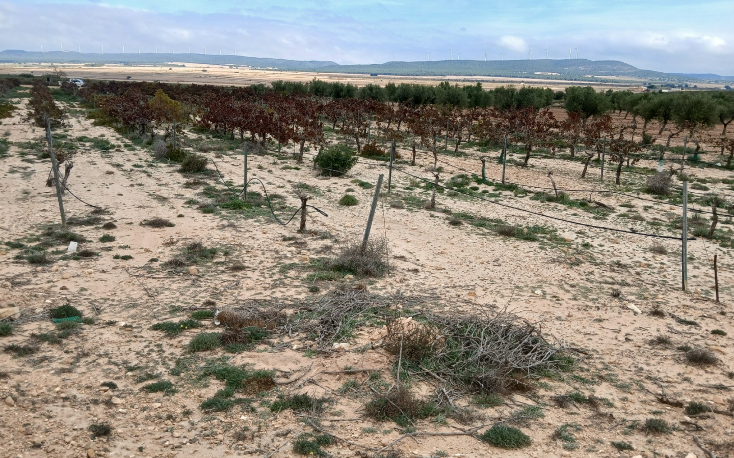 Land In Yecla, Spain (9.808 M² Plot)
