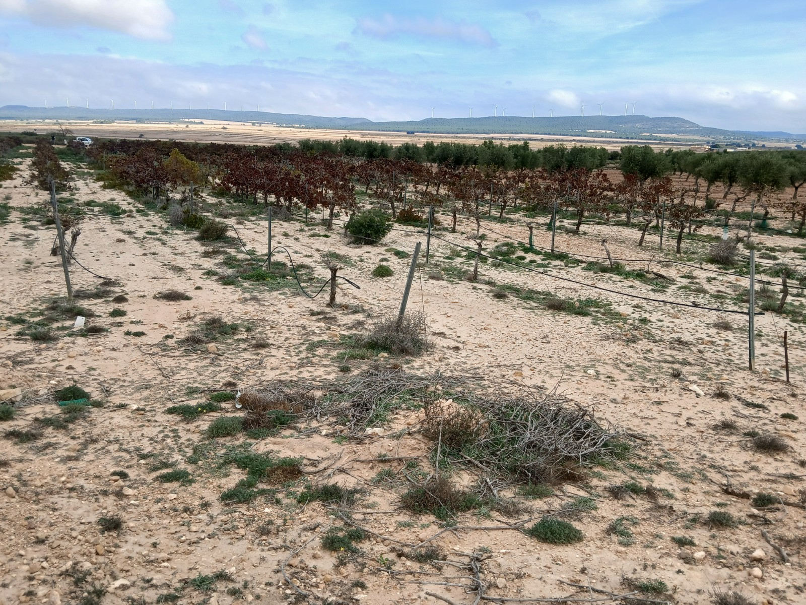 Land In Yecla, Spain (9.808 M² Plot)