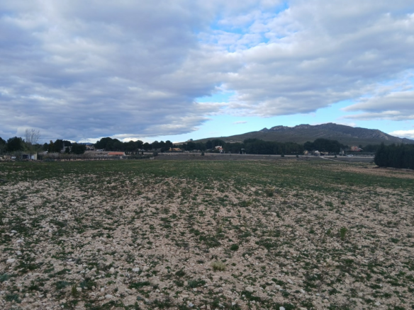 Land In Yecla, Spain (20.000 M² Plot)