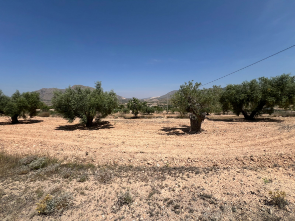Land In Abanilla, Spain (15.960 M² Plot)