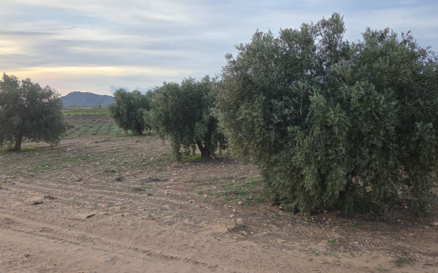 Land In Jumilla, Spain (13.701 M² Plot)