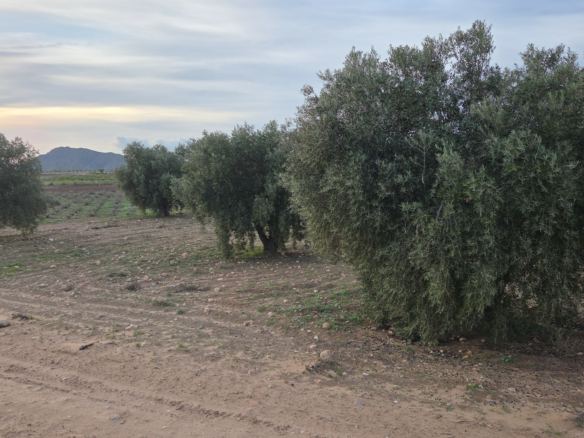 Land In Jumilla, Spain (13.701 M² Plot)