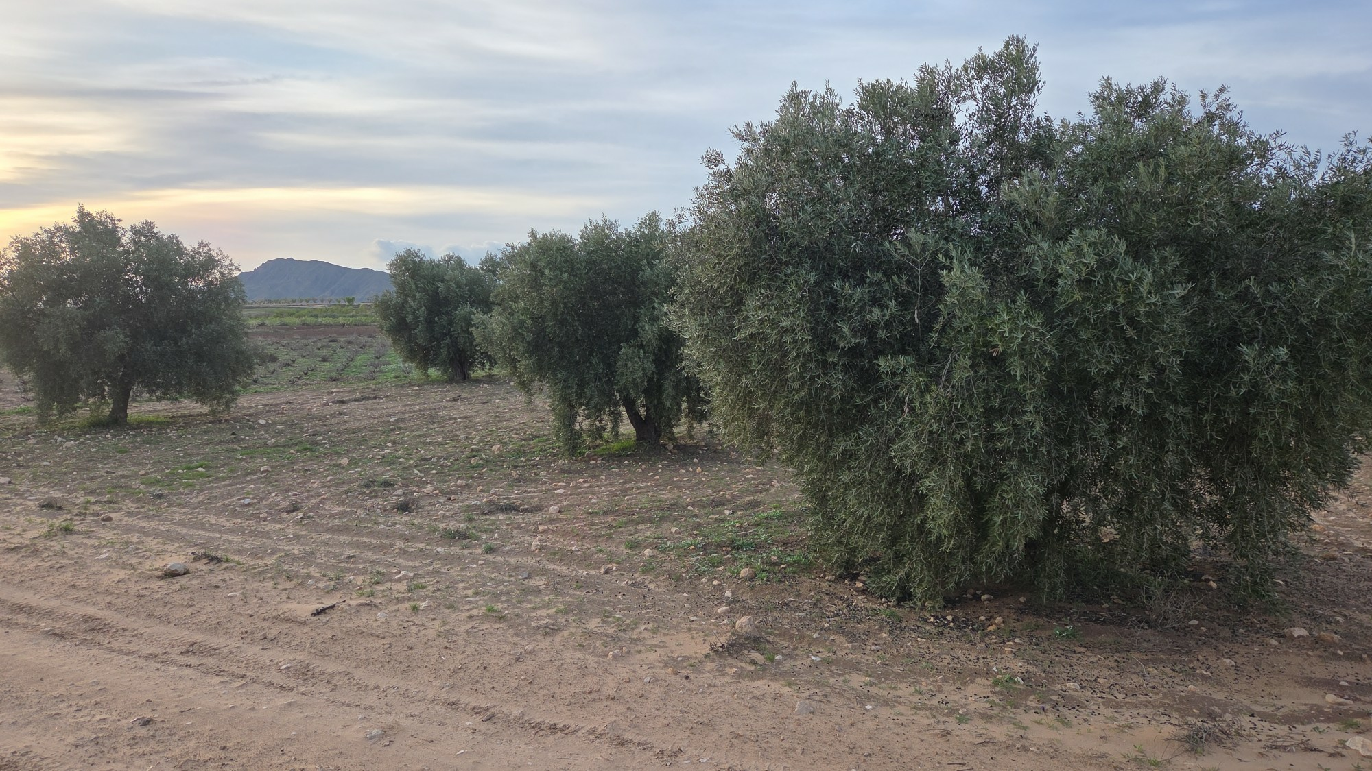 Land In Jumilla, Spain (13.701 M² Plot)