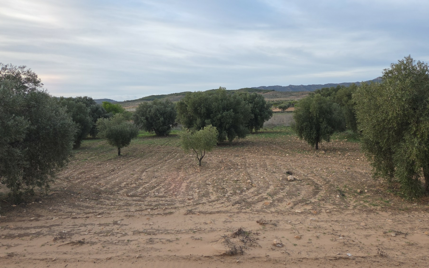 Land In Jumilla, Spain (13.701 M² Plot)
