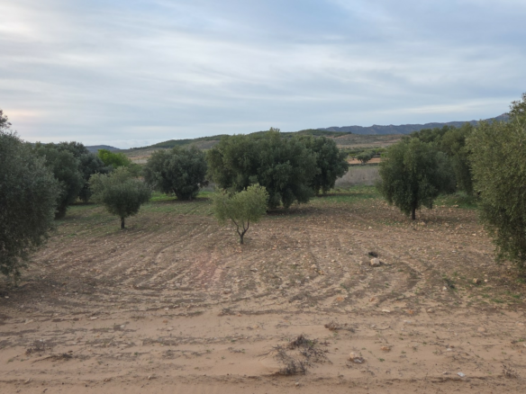 Land In Jumilla, Spain (13.701 M² Plot)