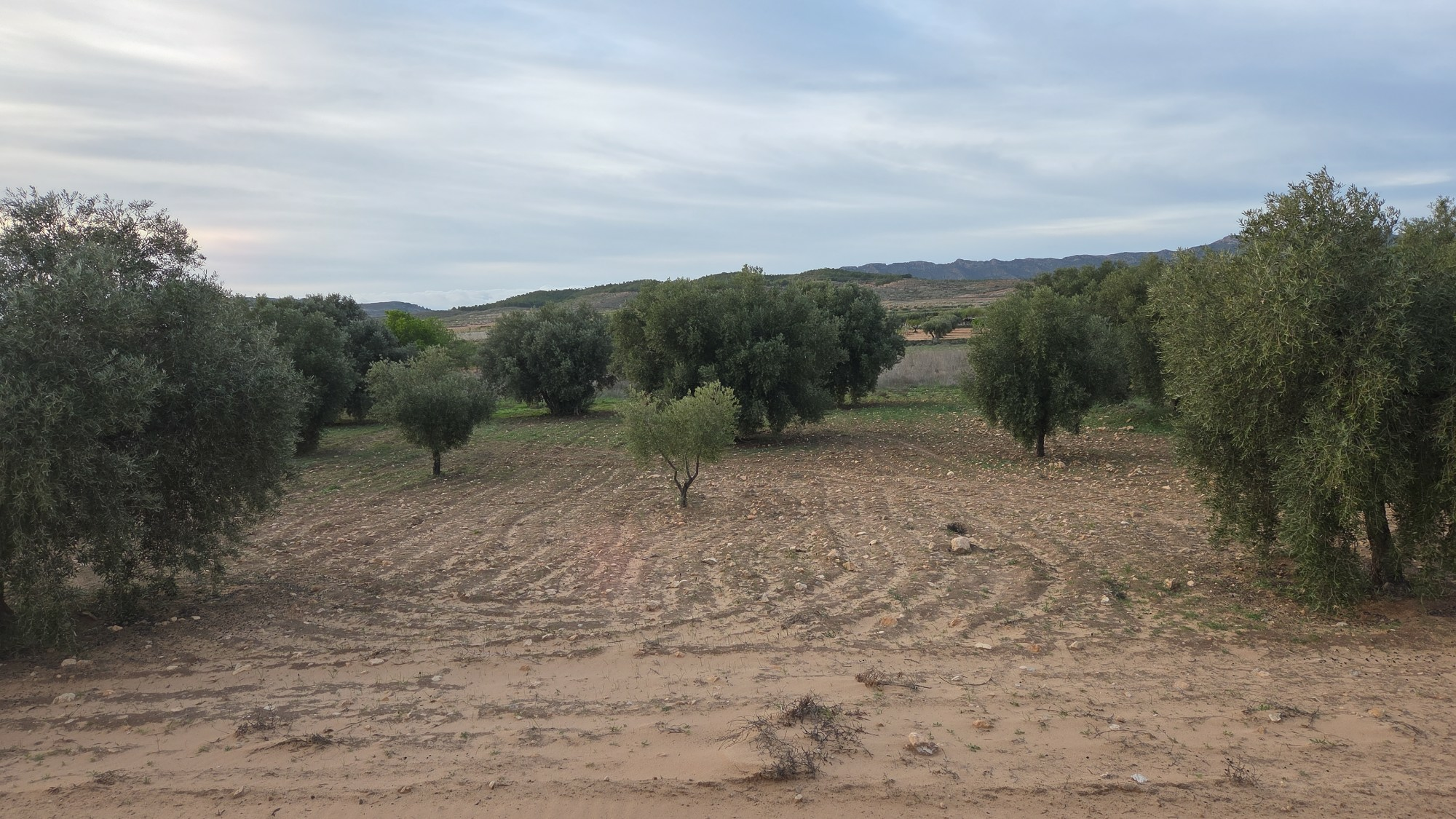 Land In Jumilla, Spain (13.701 M² Plot)