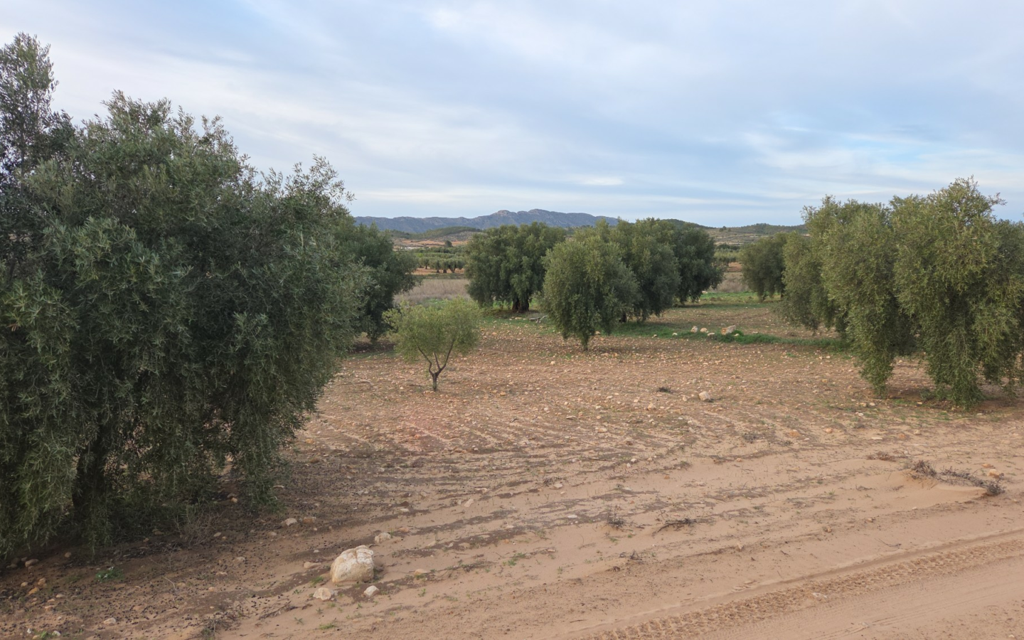 Land In Jumilla, Spain (13.701 M² Plot)