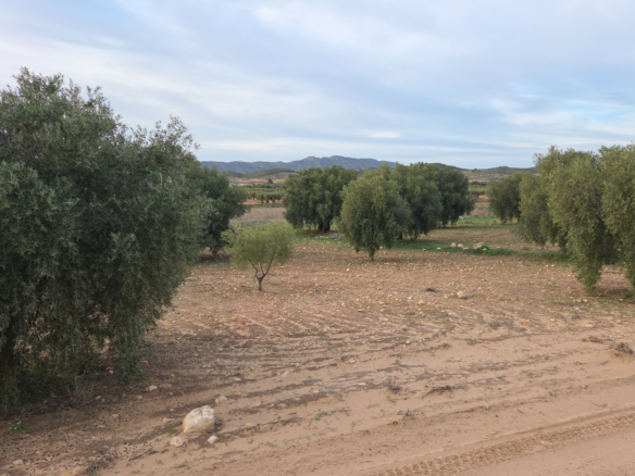 Land In Jumilla, Spain (13.701 M² Plot)